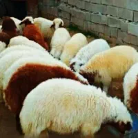 فروش گوسفند زنده بره نذری.عقیقه وکلیه مراسمات