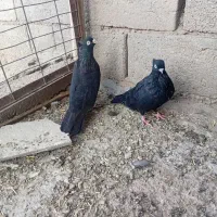 سیاه کاکلوی جفت