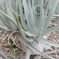 فروش 500 بوته الوئه ورا توافقی