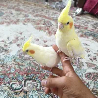 عروس هلندی دستی