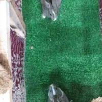 خرگوش|موش و خرگوش|مشهد, شترک|دیوار