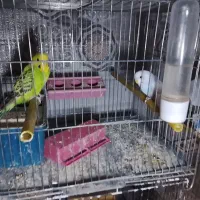 مرغ عشق|پرنده|نسیم‌شهر, |دیوار