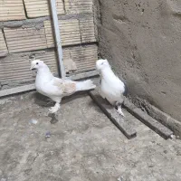 کبوتر|پرنده|قم, باجک یک|دیوار