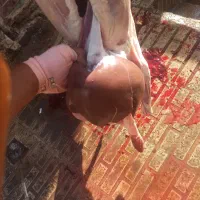 گوسفند زنده بره نر گوشت شقه ای|حیوانات مزرعه|هشتگرد, خور|دیوار