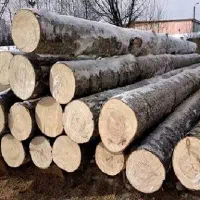 خدمات قطع درخت و خرید چوب سر زمین