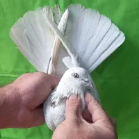 گرفتنی ۸تا یکجا|پرنده|تهران, مولوی|دیوار