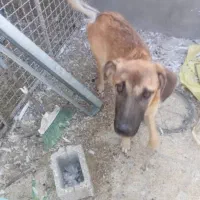 سگ نروماده نژاد سراب