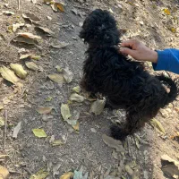 سگ پا کوتاه پشمالو|سگ|مشکیندشت, |دیوار