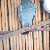 کبوتر نر مخصوص بازی|پرنده|بندر ترکمن, |دیوار