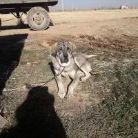 مفقودی سگ|سگ|دهگلان, |دیوار