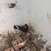 پلنگ معامله