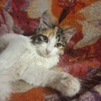 واگذاری سیمبا|گربه|تهران, مختاری|دیوار