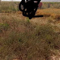 کاه سفید کاه ماشک تمیز سبز شلیف گرفته