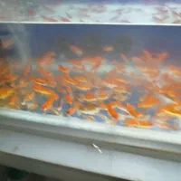 ماهی قرمز|ماهی|بیرجند, |دیوار