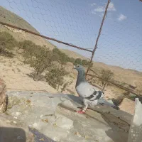 کبوتر المانی و نقش