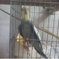 فروش عروس هلندی رنگ ها ی مختلف|پرنده|شلمان, |دیوار