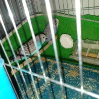 مرغ عشق آبی|پرنده|مسجد سلیمان, |دیوار