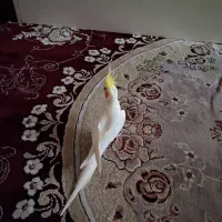 عروس هلندی معاوضه با کوتوله