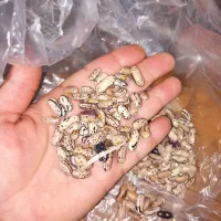 پاچ باقالی