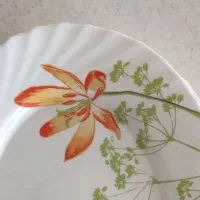 ۴عدد دیس آرکوپال