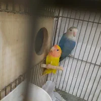 طوطی برزیلی های نر بالغ رزیکولیس زرد ابی معاوضه|پرنده|گلستان (تهران), |دیوار