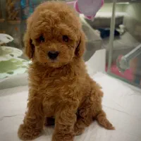 سگ توی پودل فنجونی