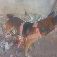 سگ برای شکار و نگهبانی