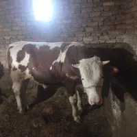 گوساله|حیوانات مزرعه|باوله, |دیوار