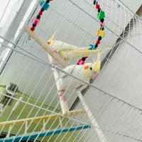 ۲تا عروس هلندی فول رام|پرنده|اشنویه, |دیوار