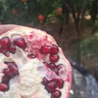 خوش طعم