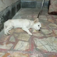 سگ آروم و بی صدا|سگ|شیراز, گلشن|دیوار