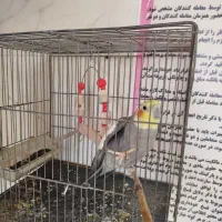 عروس هلندی همراه با قفس