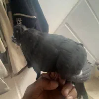 کفتر طوقی دستی و یکی جوجه دمبی نیمه دستی|پرنده|اردکان, |دیوار