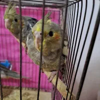 طوطی عروس|پرنده|فومن, |دیوار