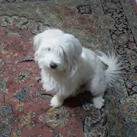 سگ باهوش وهرف گوشکن