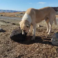 توله عراقی ۱۴ ماهه|سگ|نوشین شهر, |دیوار