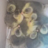 جوجه غاز یک روزه با شماره تماس بگیرید