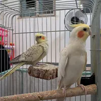 یک جفت عروس هلندی سخنگو