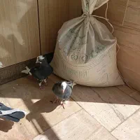 طوقی|پرنده|زیباشهر, |دیوار