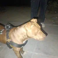 واگزاری پیت بول اصیل|سگ|تهران, جنت‌آباد شمالی|دیوار