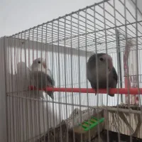 دو عددکوتوله قشنگ