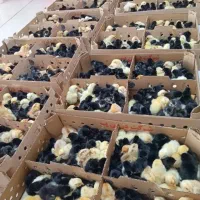 انواع جوجه محلی گردن گلابی و کاکلی