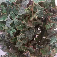 درختچه مصنوعی|گل مصنوعی|قم, شهرک قدس|دیوار