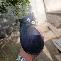 فروش زاغ|پرنده|جیرفت, |دیوار