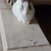 خرگوش خانگی|موش و خرگوش|برخوار, |دیوار