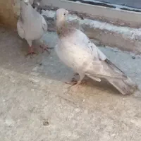 کبوتر‌۳عدد‌یجفت‌هفت‌رنگ‌با‌یه‌زرد‌بی‌کاکل