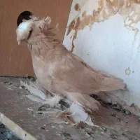 یک جفت کبوتر بخارا سرخ و زرد راعبی رواعب