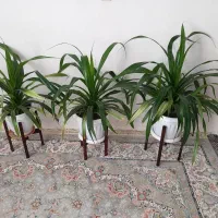 فروش گل پاندانوس|گل و گیاه طبیعی|تربتحیدریه, آغوی|دیوار