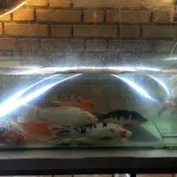 گلدفیش وکوی