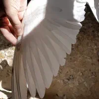 کفتر|پرنده|گلپایگان, |دیوار